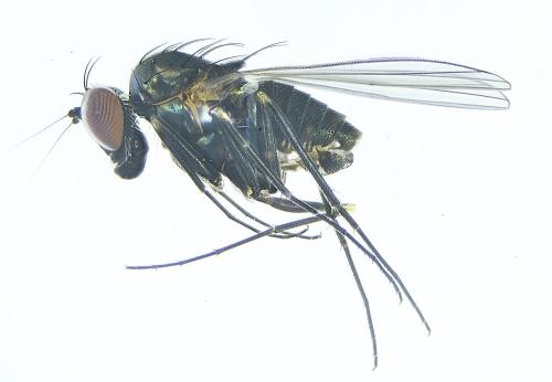 Medetera truncorum